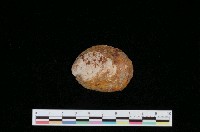 藏品(大舟螺)的圖片